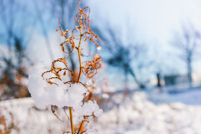 Close-up of snow covered plant during winter