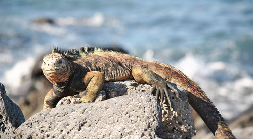 Close-up of iguana on rock