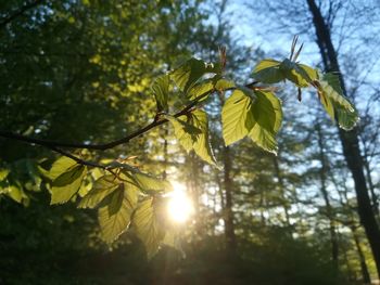 Low angle view of sunlight streaming through tree