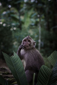 Portrait of monkey sitting in a forest