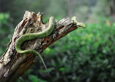 Close-up of lizard on branch