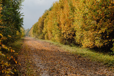 Road amidst trees in forest