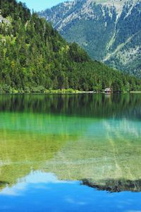 Scenic view of lake by trees in forest