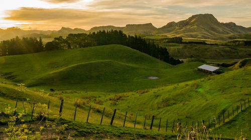Scenic view of grassy field against sky