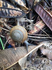 High angle view of snail on ground