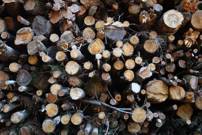 Full frame shot of logs in forest