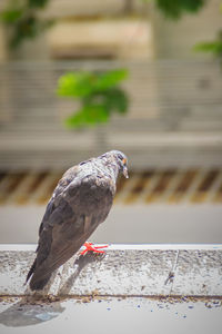 Close-up of pigeon perching on railing