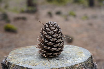 Close-up of pine cone on rock