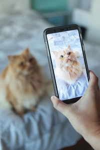 Midsection of person holding cat with mobile phone