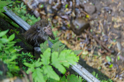 High angle view of squirrel on rock