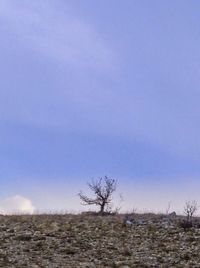 Bare trees on field against sky