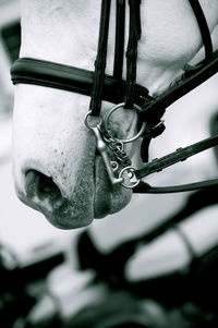 Close-up of snake hanging