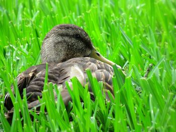 Close-up of duck on field