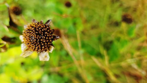Close-up of wilted flower