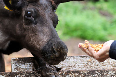 A caribou eating corn from a human hand