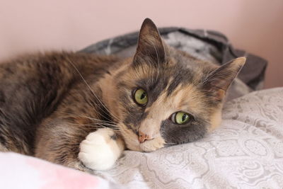 Close-up portrait of a cat lying on bed