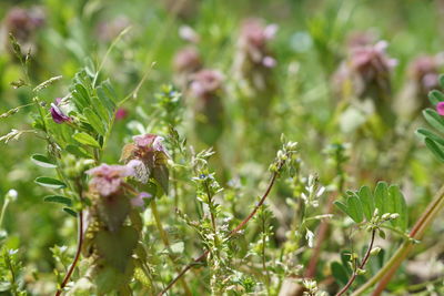 Close-up of insect on flower