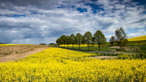 Scenic view of oilseed rape field against cloudy sky