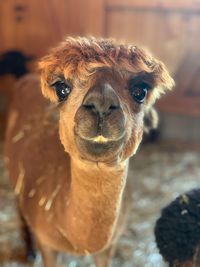 Close-up portrait of brown alpaca