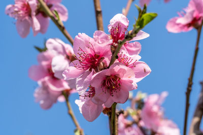 Close-up of pink cherry blossom