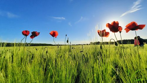 Spring flowers over the green field