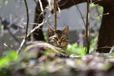 Portrait of a cat