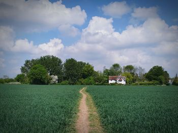 Scenic view of agricultural field against sky