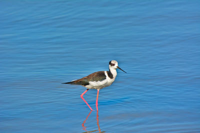 Birds in calm blue sea