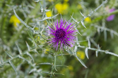 Close-up of purple thistle flower