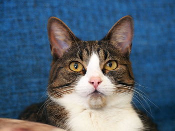 Close-up portrait of cat