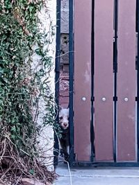 Portrait of dog seen through open door