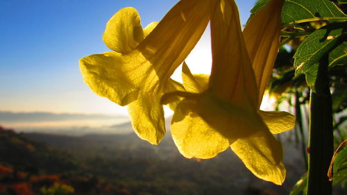 Close-up of yellow flower against sky