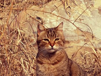 Portrait of cat sitting outdoors