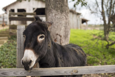 Portrait of a horse in pen