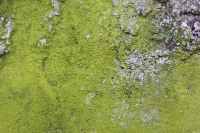 Full frame shot of green grass