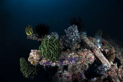 Corals in sea