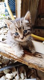 Portrait of cat on wood