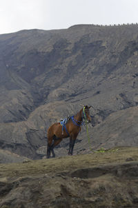 Horses on a land