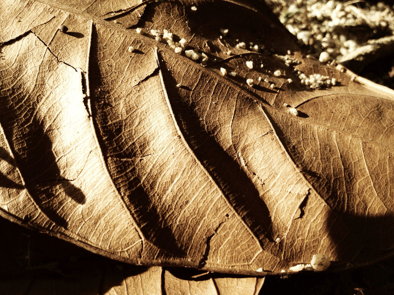 wood - material, dry, close-up, high angle view, brown, natural pattern, nature, pattern, day, outdoors, field, no people, leaf, log, wood, landscape, deforestation, tranquility, focus on foreground, textured