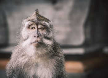 A close up picture of a balinese monkey with a serious face that looks like a meme. 