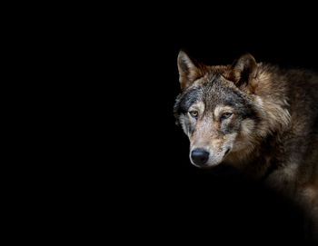 Close-up portrait of an animal against black background