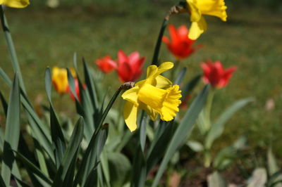 Close-up of yellow flower