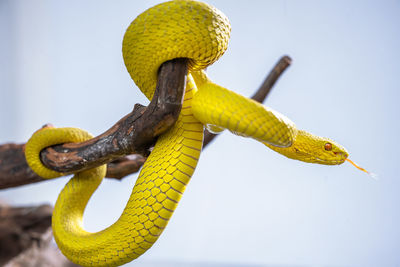 Close-up of snake