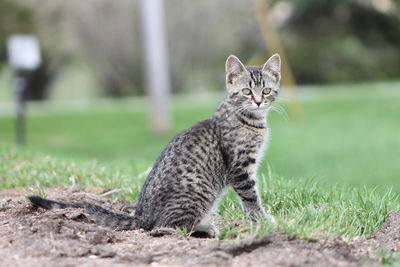 Portrait of alert cat