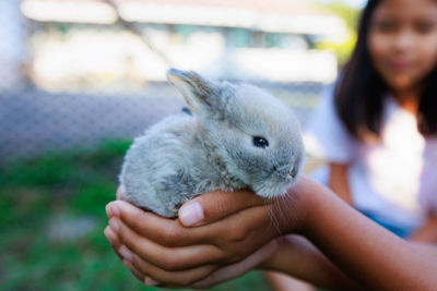 Close-up of woman holding rabbit