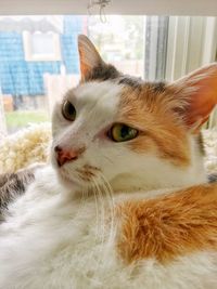 Close-up portrait of cat at home