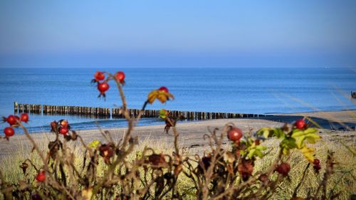 Cactus plants by sea against sky