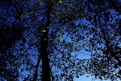 Low angle view of tree against sky