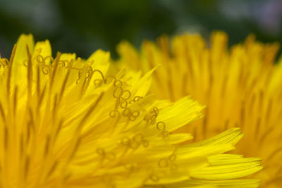 Close-up of yellow flowering plant