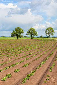 Potato field in a rural landscape